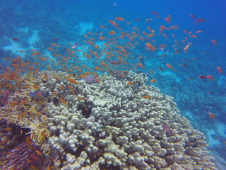 Naklejka na ściany i meble Beautiful Coral Reef in Red Sea