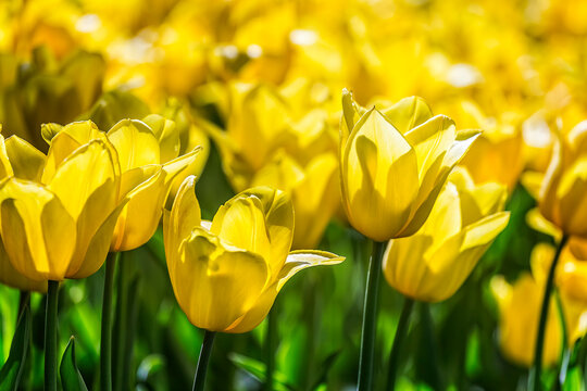 Close up of Beautiful bright colorful yellow blooming tulips on a large flowerbed in the city garden or flower farm field in springtime. Spring easter flower background.