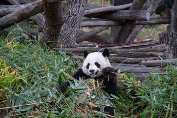 Obraz na płótnie Canvas Wild animals life. Cute panda bear sits among bamboo leaves and holds branch in paw. Panda eats bamboo in natural habitat environment
