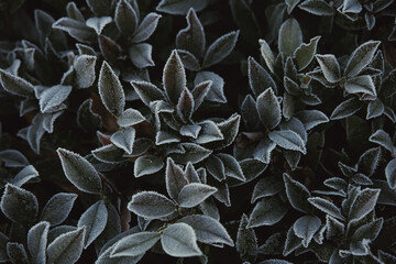 Blätter im Frost