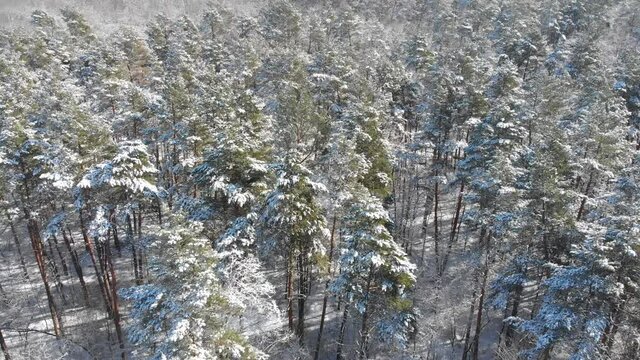 Beautiful winter forest. The trees are covered with snow and frost. View from the verdu over the forest. Flight between trees.