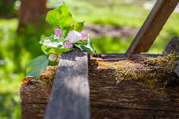 A flowering branch of an apple tree lies on old planks 