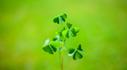 leaves on a green background