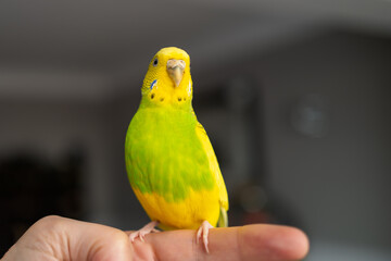 Portrait of a green and yellow budgerigar parakeet sitting on a finger lit by window light.