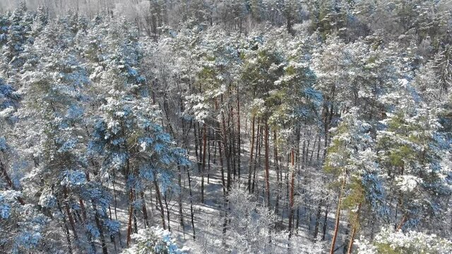 Beautiful winter forest. The trees are covered with snow and frost. View from the verdu over the forest. Flight between trees.