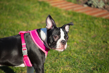 Fototapeta premium Boston Terrier puppy in the sunshine wearing a pink harness. Standing on grass looking over her shoulder