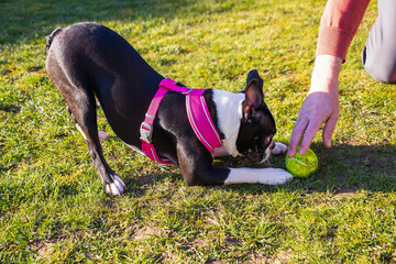 Boston Terrier puppy wearing a pink harness in a playful bow, looking intently, focused on a ball...