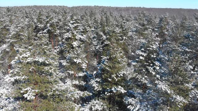 Beautiful winter forest. The trees are covered with snow and frost. View from the verdu over the forest. Flight between trees.