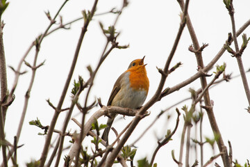 Fototapeta premium Robin bird sitting in a tree amongst branches. Its beak is open singing.