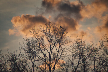 Fototapeta premium Magpie (pica) sitting on the top of the tree. Bird perched on the branches of tree at sunset