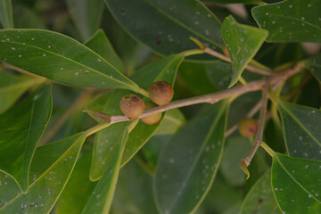 close up of a leaves and seeds of the plant