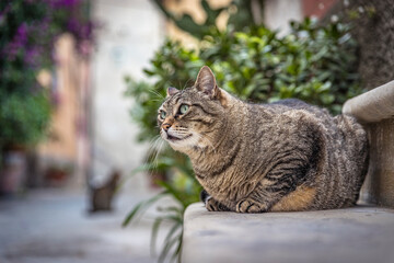 Big domestic cat sitting in the street