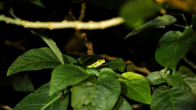 red-eyed treefrog Agalychnis callidryas cute frog on leaves night time Costa Rica forest
