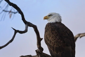 Bald Eagle, national symbol of the United States, casts regal gaze over Lower Klamath National Wildlife Refuge in California