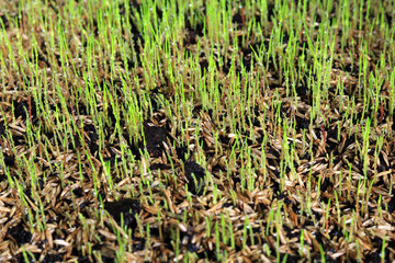 Germinating Grass Seeds Covered In Water Droplets