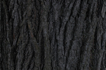 Tree bark texture