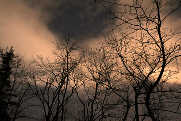 Scary trees in a winter night