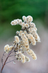 kanadische Goldrute  Blütenstand im Winter