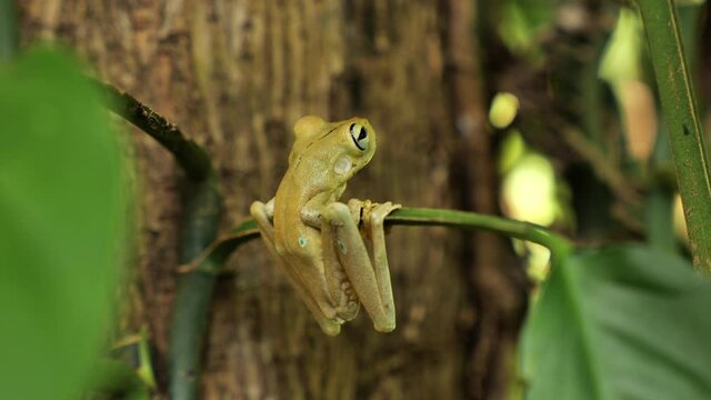 green tree frog hanging on a leaf blurry tree background Costa Rica