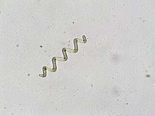 Spirulina algae under microscopic view - cyanobacteria