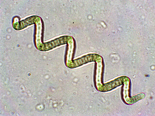 Spirulina algae under microscopic view - cyanobacteria