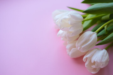 women day. Mother day .White tulips on pink background.Spring flowers.8th march.Flowery background.