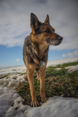 Deutscher Schäferhund im Winter