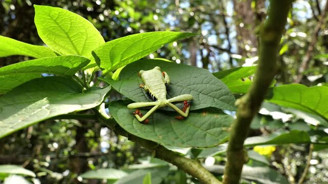 Agalychnis callidryas red-eyed treefrog arboreal hylid walking on leaves Central America Costa Rica
