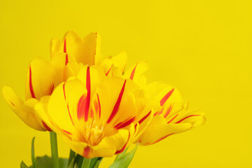 yellow tulips on yellow background