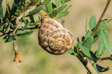 The chocolate-band snail (lat. Eobania vermiculata, or Helix vermiculata), of the family Helicidae, feeding on the Tibetan goji (lat. Lycium barbarum).