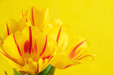 Obraz premium yellow tulips on yellow background