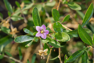 The Tibetan goji (lat. Lycium barbarum), of the family Solanaceae.