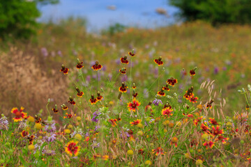 Central Texas wild flowers Firewheel and Mexican Hat in a field with a lake behind them.