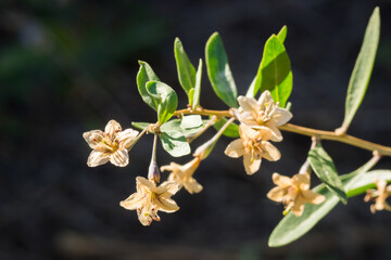 The Tibetan goji (lat. Lycium barbarum), of the family Solanaceae.