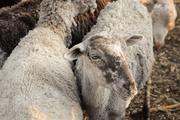 photography of sheep and cattle