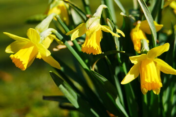 Narcissus pseudonarcissus close up of yellow daffodils in spring sunlight