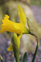 Daffodil in spring 