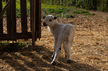 Baby Sheep, 2 days old. Eco & BIO family farm. 