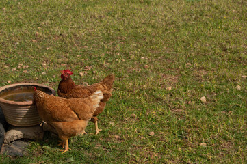 Hunts grazing- gallinas libres pastando