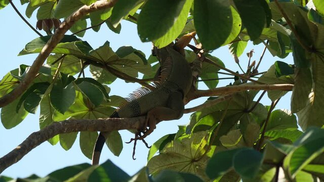 Green iguana perched on a tree branch eating fruits Costa Rica sunny day tropical wildlife paradise