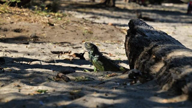 Green iguana sunbathing on a beach in Costa Rica  herbivorous species of lizard 