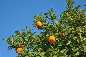 oranges on tree