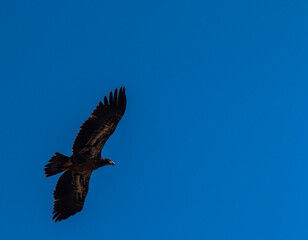 eagle in flight