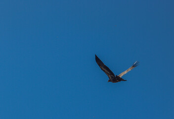 osprey in flight