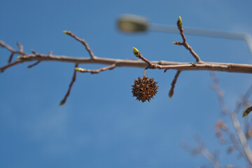 branch of a tree