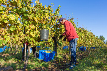 Esposende, Portugal, September 30, 2020 - View of winery estate in Minho Region. Old man harvesting grapes in vineyard, worker pick grapes, growing wine. Farmers at the harvest collecting grapes.
