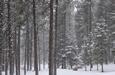 Beautiful Snowing Winter Forest Scene 