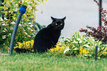 Black cat in the grass in summer