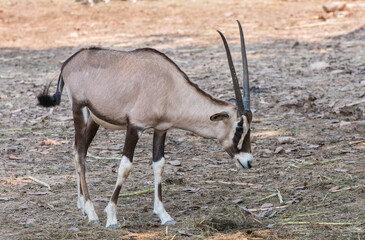Orxy gazelle in the zoo.
