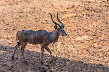greater kudu in the zoo.